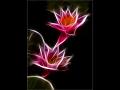 682 - TWO LILIES - SWINYARD BRIAN - united kingdom